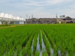 松原市の水田風景